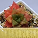 Haworthia Seedling Black Major x Cymbiformis MS076 - 2