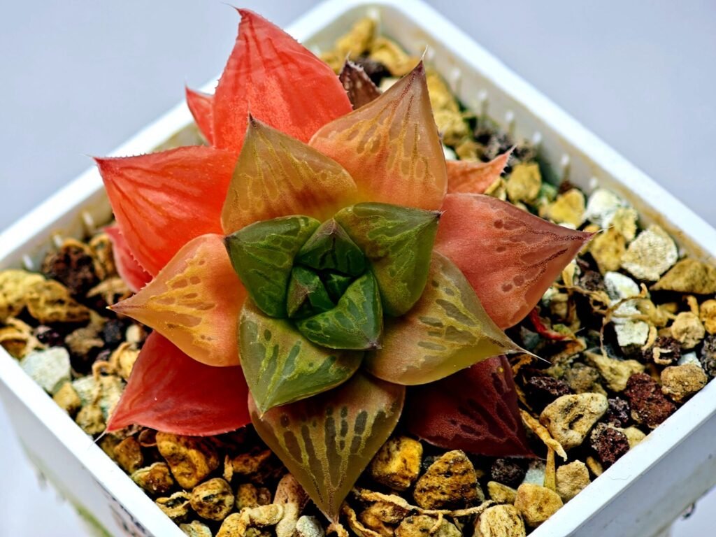 Haworthia Seedling Black Major x Cymbiformis MS076 - 3