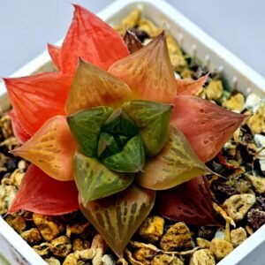 Haworthia Seedling Black Major x Cymbiformis MS076 - 3