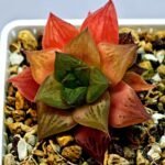 Haworthia Seedling Black Major x Cymbiformis MS076 - 4