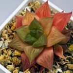 Haworthia Seedling Black Major x Cymbiformis MS076 - 5