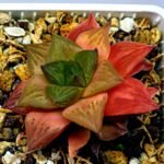 Haworthia Seedling Black Major x Cymbiformis MS076 - 6