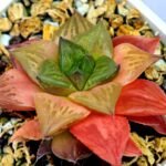 Haworthia Seedling Black Major x Cymbiformis MS076 - 8
