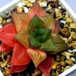 Haworthia Seedling Black Major x Cymbiformis MS076 - 10