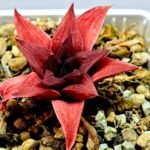 Haworthia Seedling Syoki x Cymbiformis MS074 - 10
