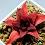 Haworthia Seedling Syoki x Cymbiformis MS074 - 11
