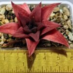 Haworthia Seedling Syoki x Cymbiformis MS074 - 12