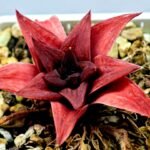 Haworthia Seedling Syoki x Cymbiformis MS074 - 13
