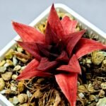 Haworthia Seedling Syoki x Cymbiformis MS074 - 14