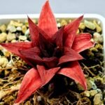 Haworthia Seedling Syoki x Cymbiformis MS074 - 15