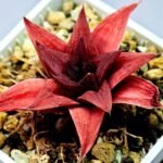 Haworthia Seedling Syoki x Cymbiformis MS074 - 16