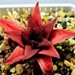 Haworthia Seedling Syoki x Cymbiformis MS074 - 17