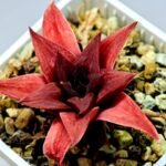 Haworthia Seedling Syoki x Cymbiformis MS074 - 18
