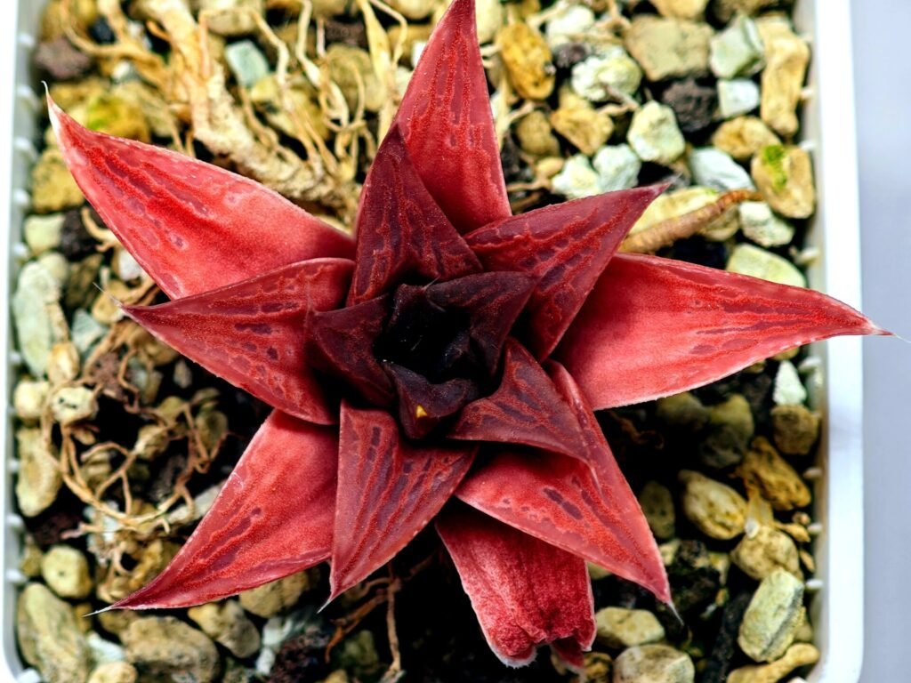 Haworthia Seedling Syoki x Cymbiformis MS074 - 19
