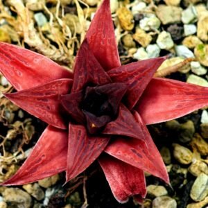 Haworthia Seedling Syoki x Cymbiformis MS074 - 19