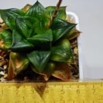 Haworthia Seedling Syoki x Cymbiformis MS073 - 7