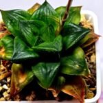 Haworthia Seedling Syoki x Cymbiformis MS073 - 8