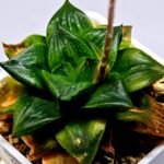 Haworthia Seedling Syoki x Cymbiformis MS073 - 9