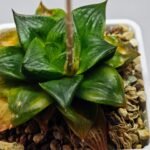 Haworthia Seedling Syoki x Cymbiformis MS073 - 10
