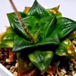 Haworthia Seedling Syoki x Cymbiformis MS073 - 11