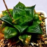 Haworthia Seedling Syoki x Cymbiformis MS073 - 12