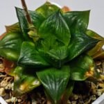 Haworthia Seedling Syoki x Cymbiformis MS073 - 13