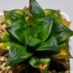 Haworthia Seedling Syoki x Cymbiformis MS073 - 14