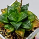 Haworthia Seedling Syoki x Cymbiformis MS073 - 15