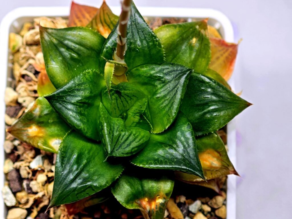 Haworthia Seedling Syoki x Cymbiformis MS073 - 16