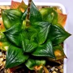 Haworthia Seedling Syoki x Cymbiformis MS073 - 16