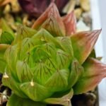 Haworthia Seedling MS069 Leightonii x Cymbiformis - 10
