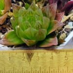 Haworthia Seedling MS069 Leightonii x Cymbiformis - 11