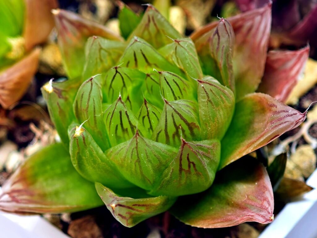 Haworthia Seedling MS069 Leightonii x Cymbiformis - 12