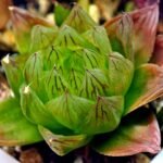 Haworthia Seedling MS069 Leightonii x Cymbiformis - 12