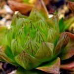 Haworthia Seedling MS069 Leightonii x Cymbiformis - 13