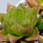 Haworthia Seedling MS069 Leightonii x Cymbiformis - 14