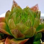 Haworthia Seedling MS069 Leightonii x Cymbiformis - 15