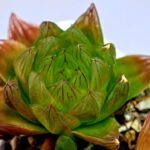 Haworthia Seedling MS069 Leightonii x Cymbiformis - 16