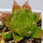 Haworthia Seedling MS069 Leightonii x Cymbiformis - 17