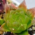 Haworthia Seedling MS069 Leightonii x Cymbiformis - 18