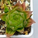 Haworthia Seedling MS069 Leightonii x Cymbiformis - 19