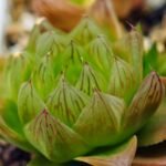 Haworthia Seedling MS069 Leightonii x Cymbiformis - 20