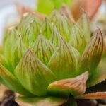 Haworthia Seedling MS069 Leightonii x Cymbiformis - 21