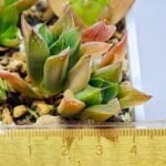 Haworthia Seedling MS071 Tzzizunami x Cuspidata - 5