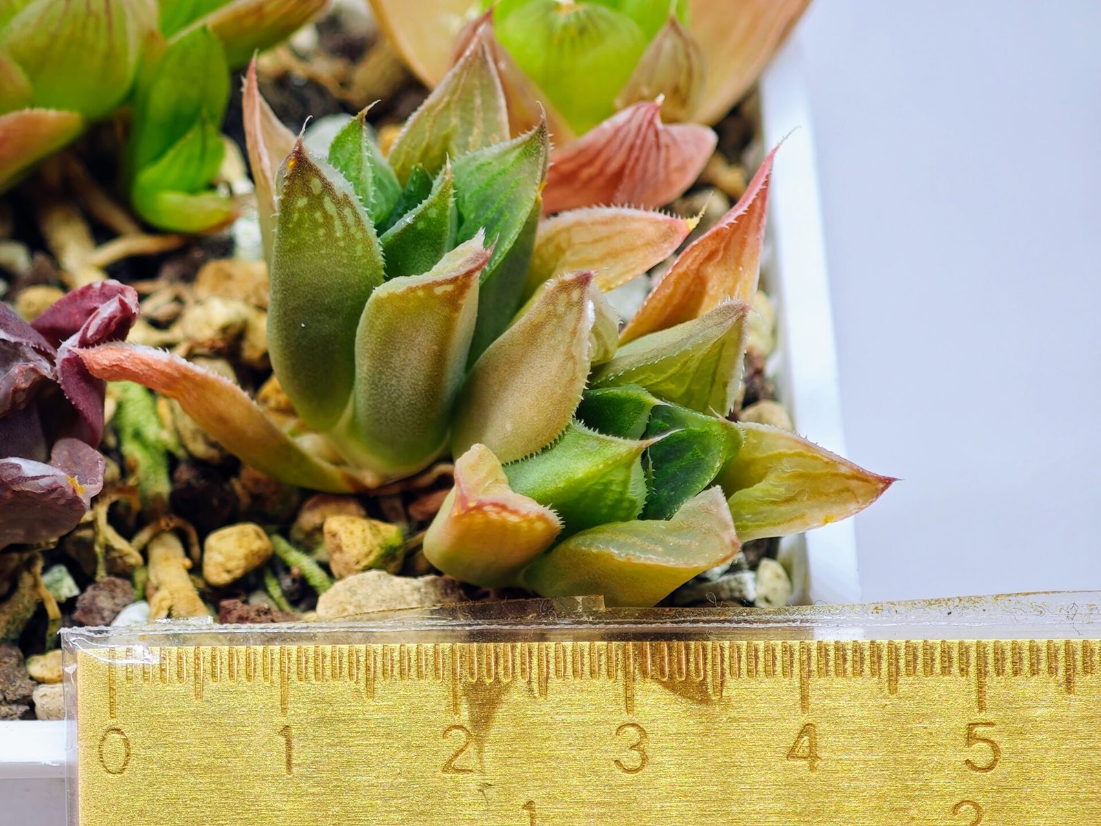 Haworthia Seedling MS071 Tzzizunami x Cuspidata - 5