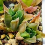 Haworthia Seedling MS071 Tzzizunami x Cuspidata - 6