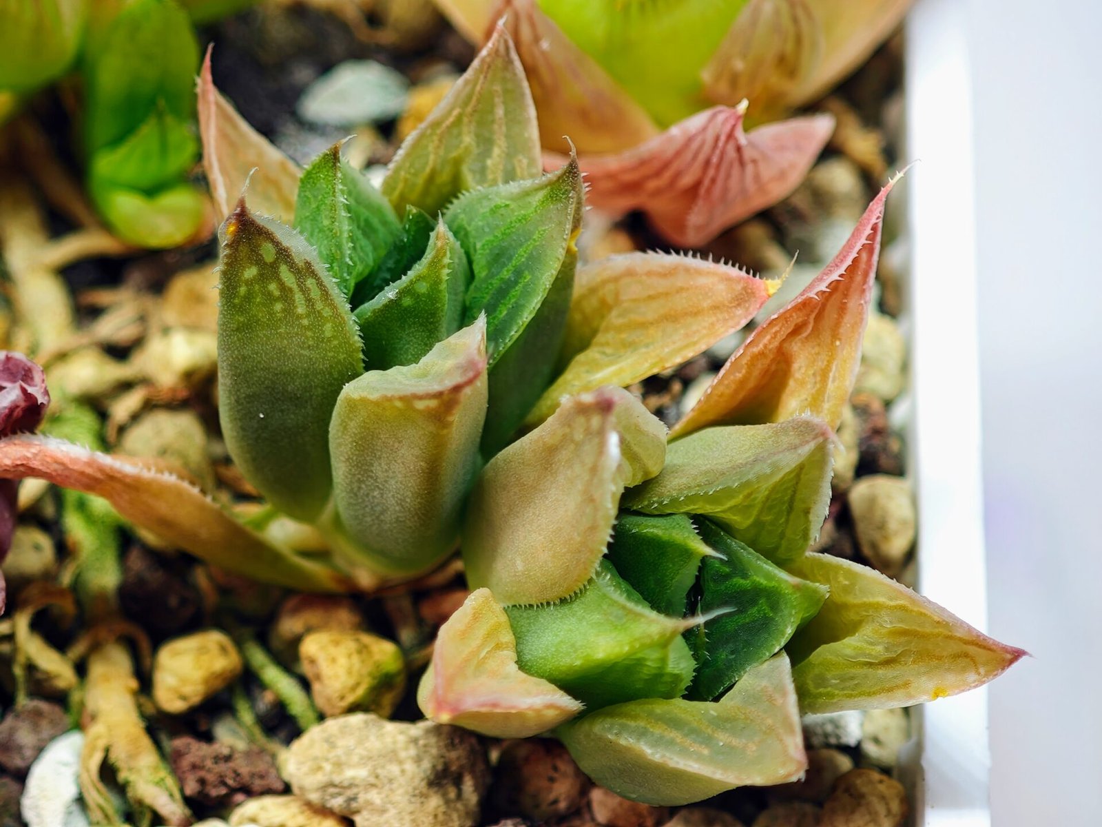 Haworthia Seedling MS071 Tzzizunami x Cuspidata - 6