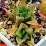 Haworthia Seedling MS071 Tzzizunami x Cuspidata - 7