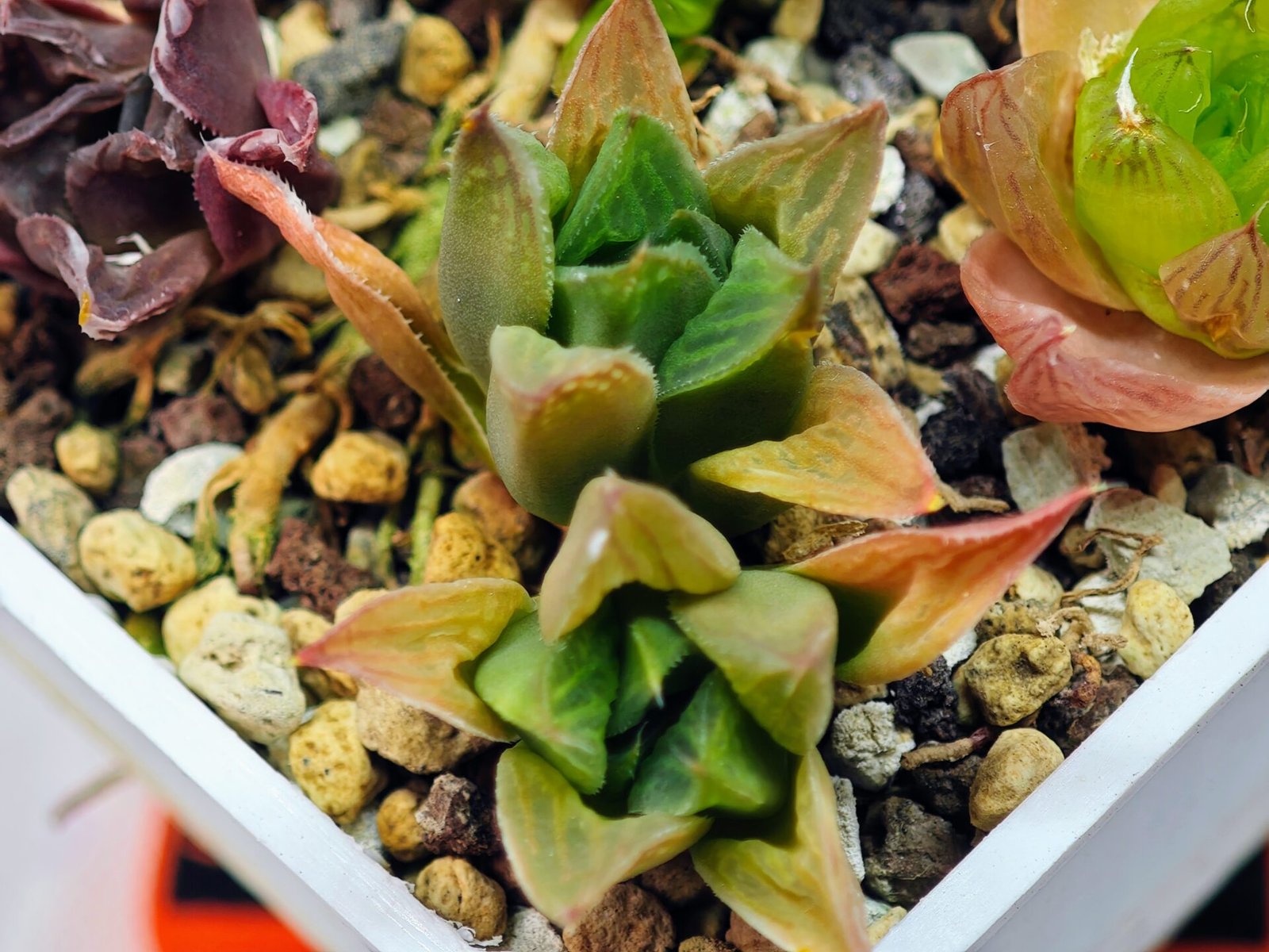 Haworthia Seedling MS071 Tzzizunami x Cuspidata - 7