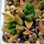 Haworthia Seedling MS071 Tzzizunami x Cuspidata - 8